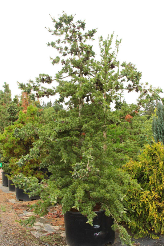 Pinus Parviflora Venus - View 1 from www redcrocus com