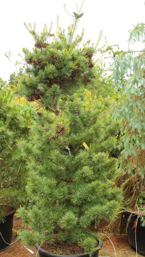 Pinus Parviflora Venus - View 4 from www redcrocus com