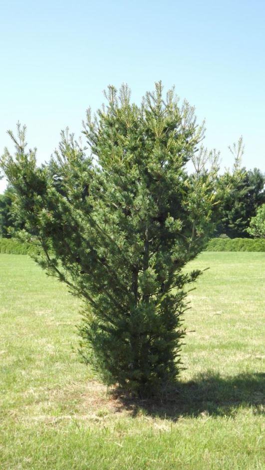 Pinus Parviflora Venus - View 7 from www redcrocus com