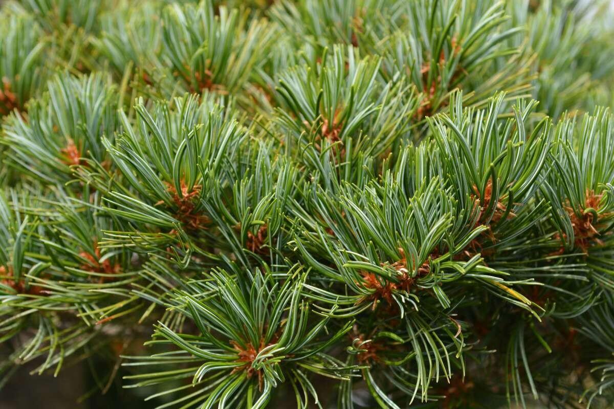 Pinus Parviflora 'venus' - View 11 from www redcrocus com
