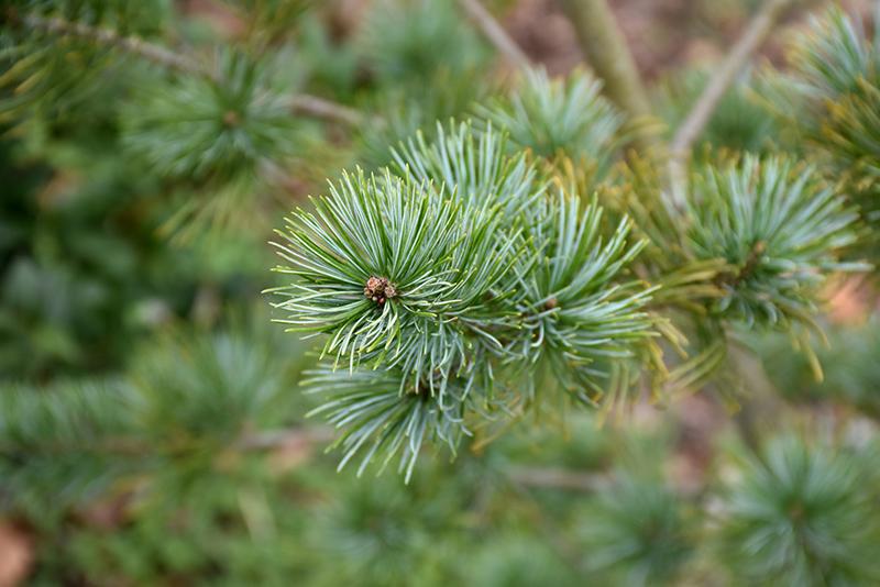 Pinus Parviflora 'venus' - View 15 from www redcrocus com