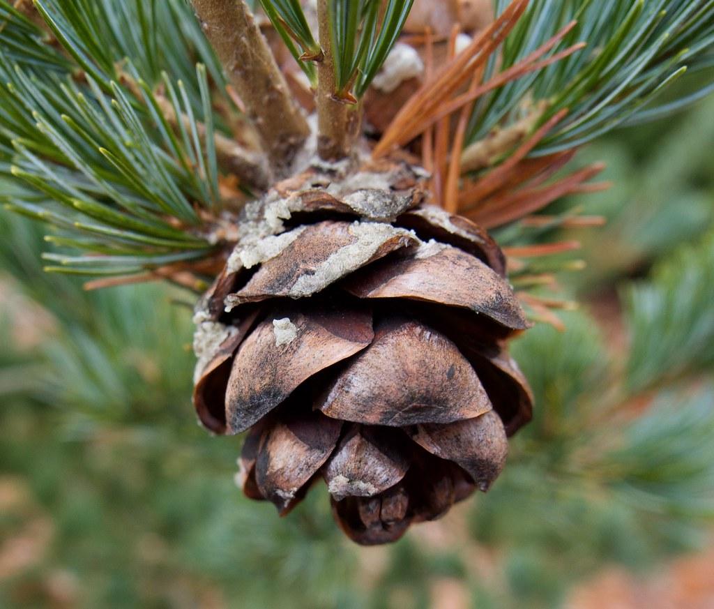 Pinus Parviflora 'venus' - View 17 from www redcrocus com