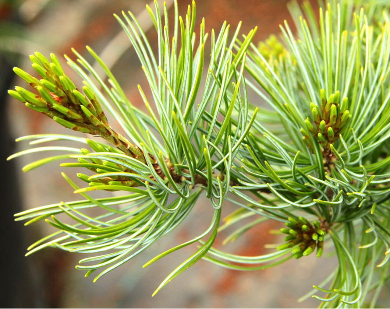 Pinus Parviflora 'venus' - View 6 from www redcrocus com