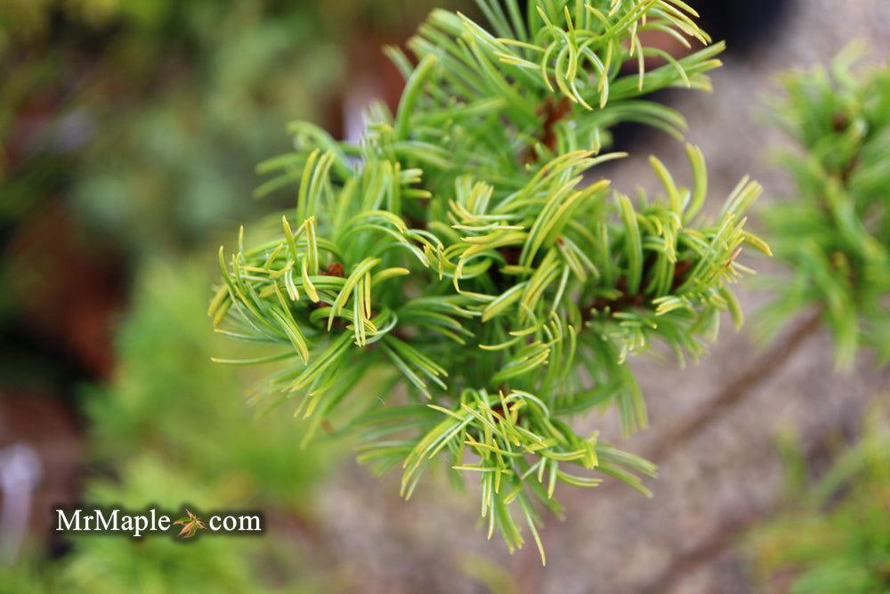 Pinus Strobus Mini Twist - View 16 from www redcrocus com