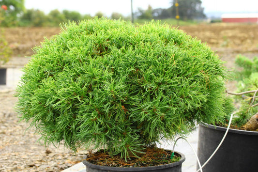 Pinus Strobus Mini Twist - View 1 from www redcrocus com