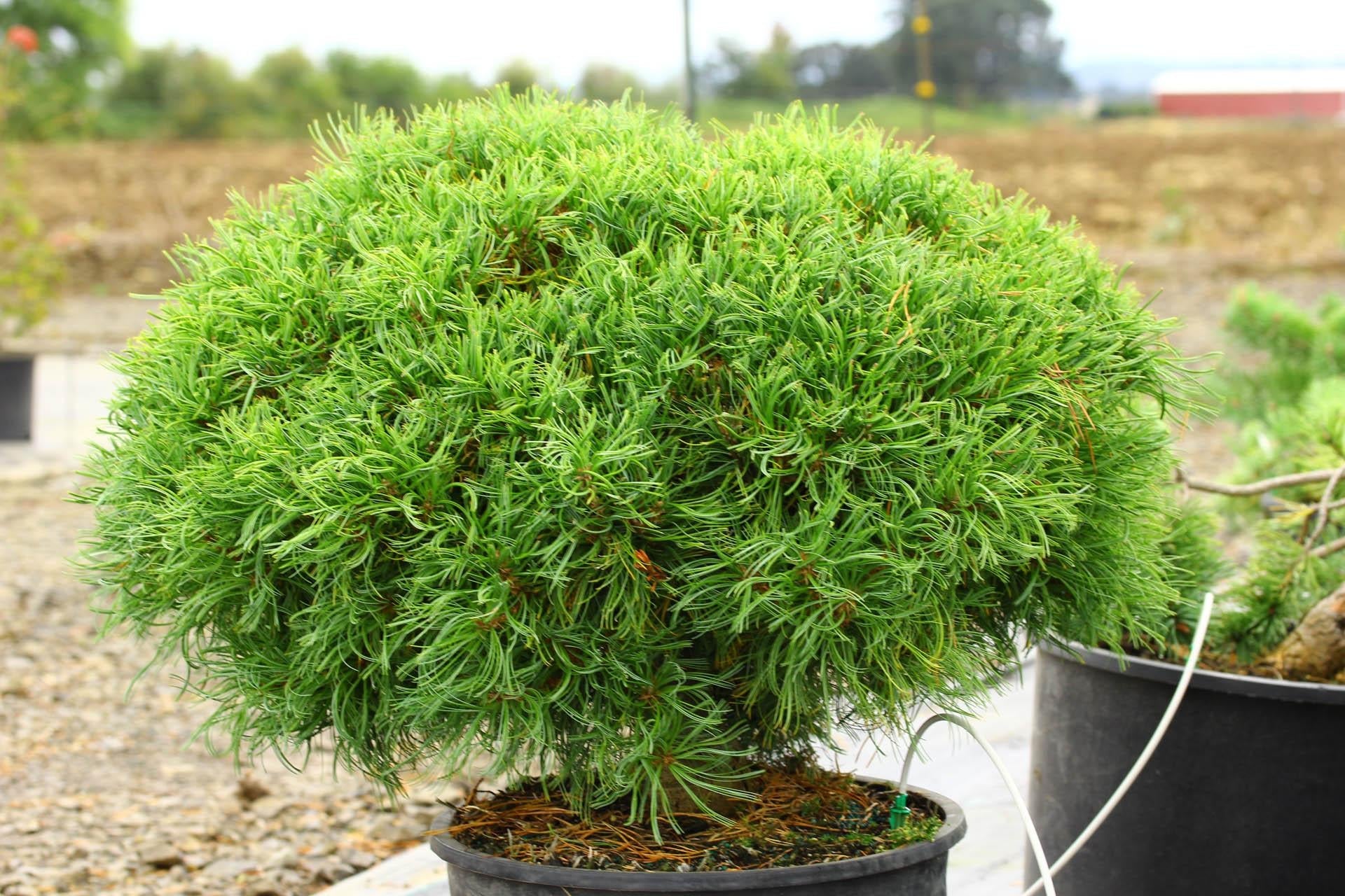 Pinus Strobus Mini Twist - View 1 from www redcrocus com