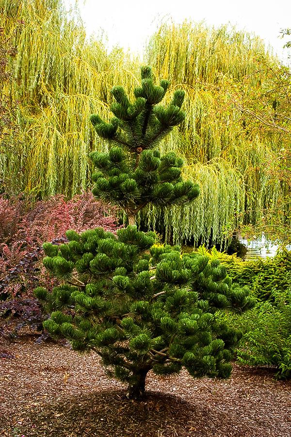 Pinus Nigra Oregon Green - View 12 from www redcrocus com