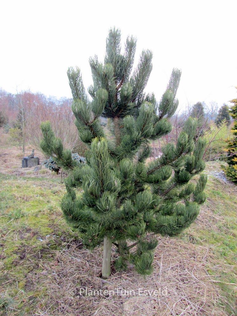 Pinus Nigra Oregon Green - View 13 from www redcrocus com
