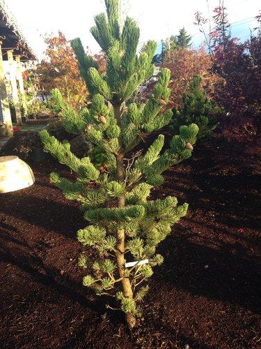 Pinus Nigra Oregon Green - View 17 from www redcrocus com