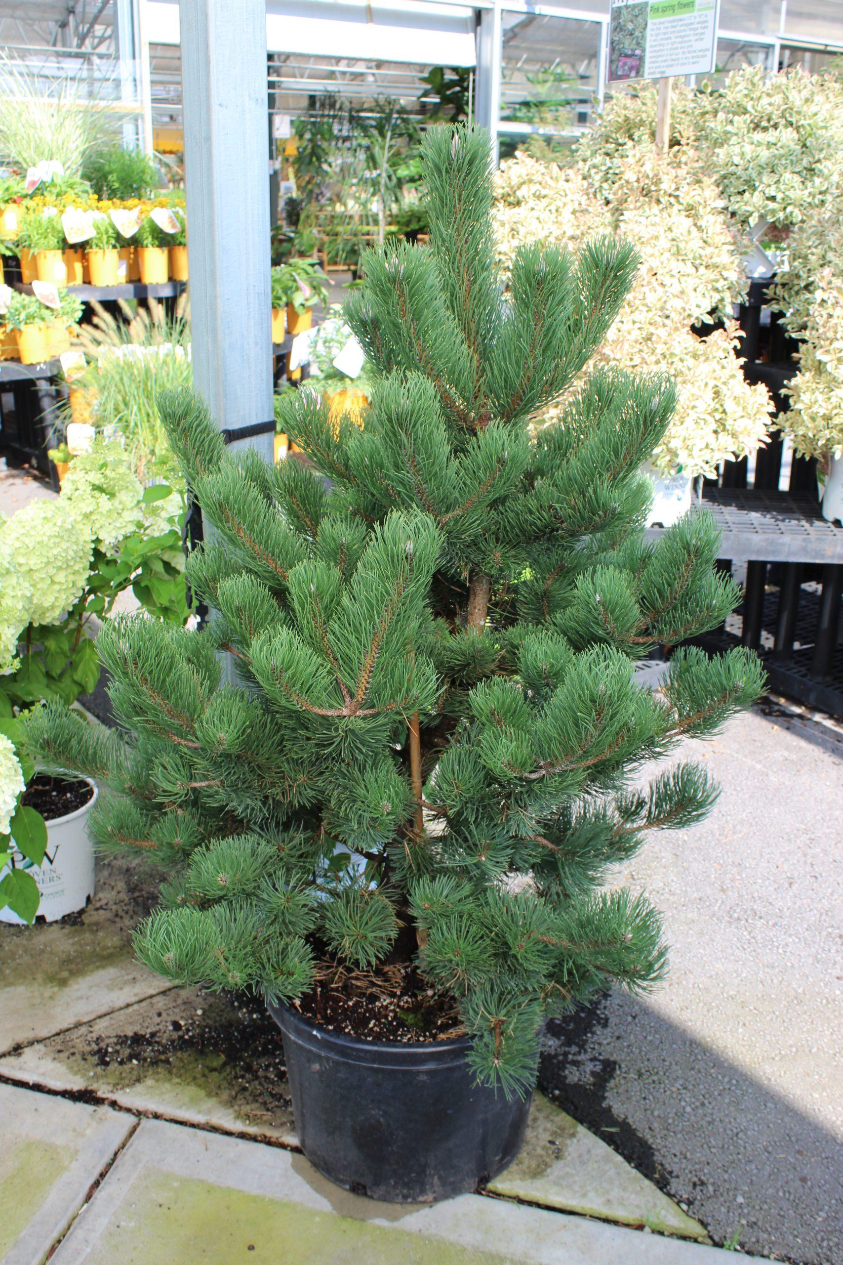 Pinus Nigra Oregon Green - View 20 from www redcrocus com