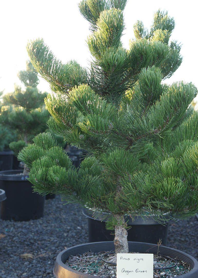 Pinus Nigra Oregon Green - View 4 from www redcrocus com