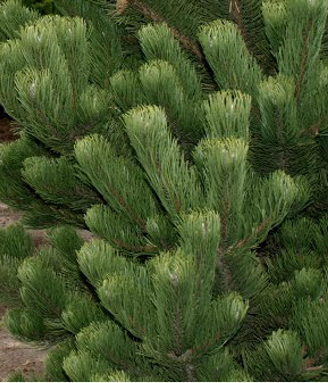 Pinus Nigra Oregon Green - View 5 from www redcrocus com
