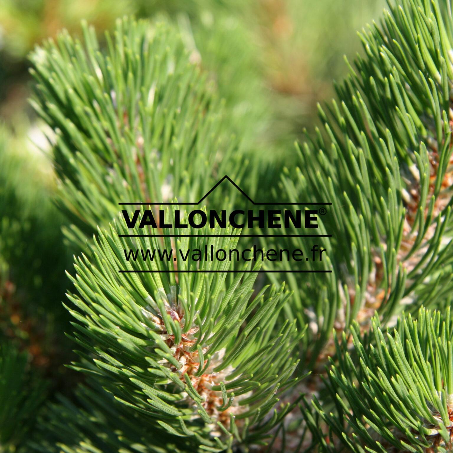 Pinus Nigra Oregon Green - View 7 from www redcrocus com