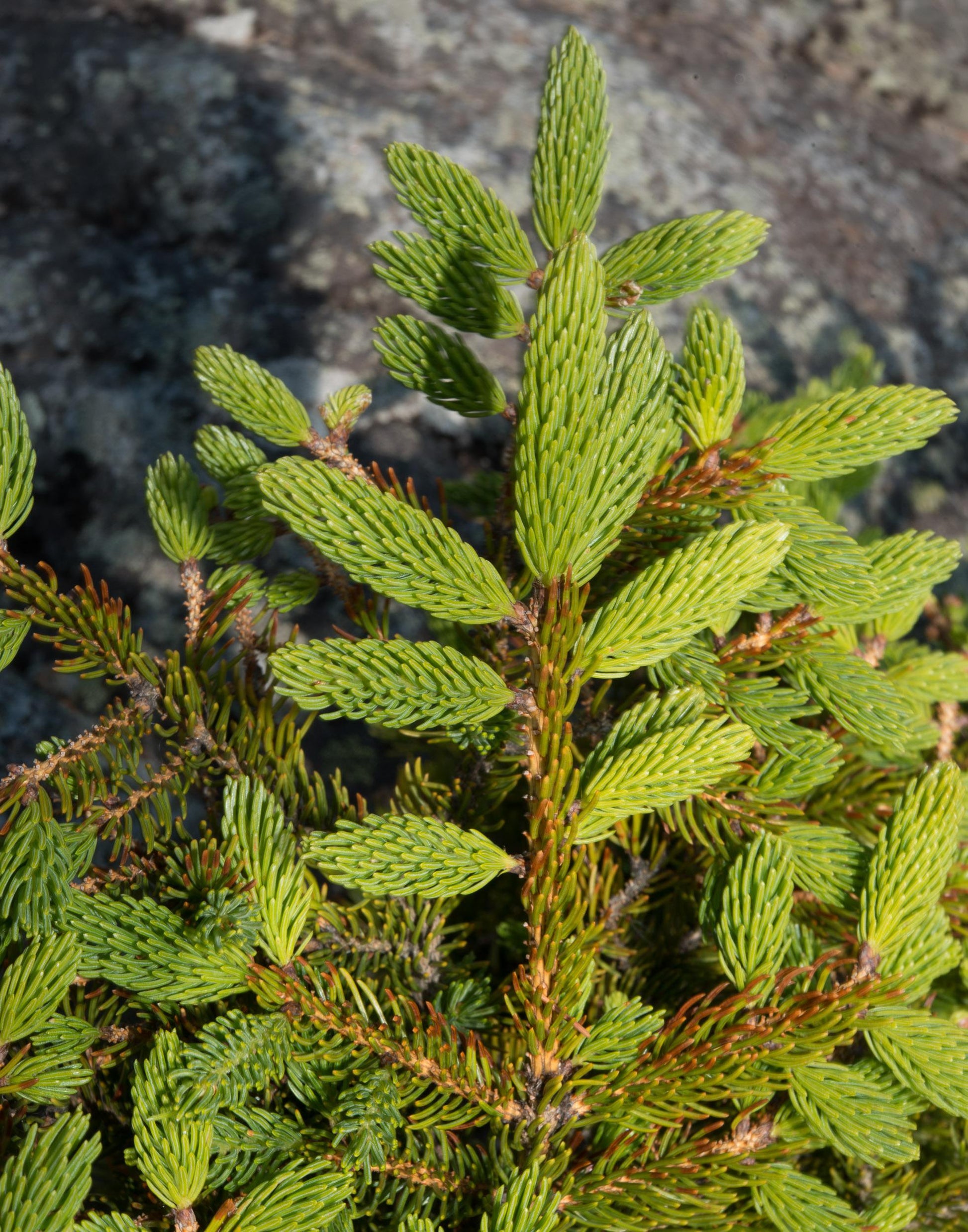 Abies Balsamea - View 15 from www redcrocus com