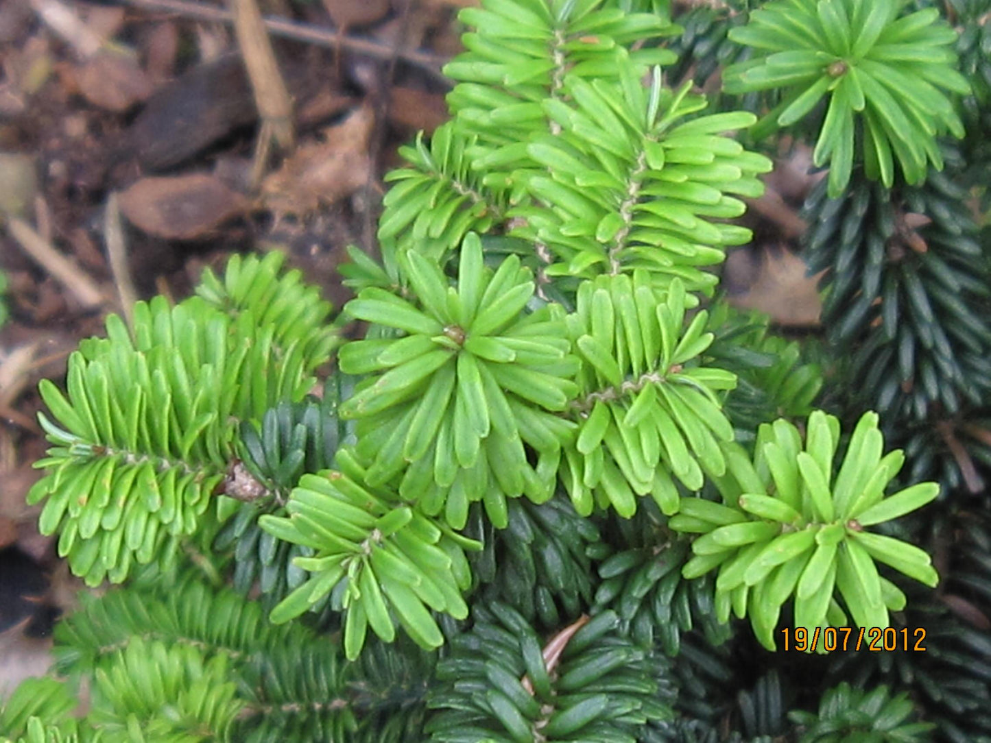 Abies Balsamea - View 18 from www redcrocus com