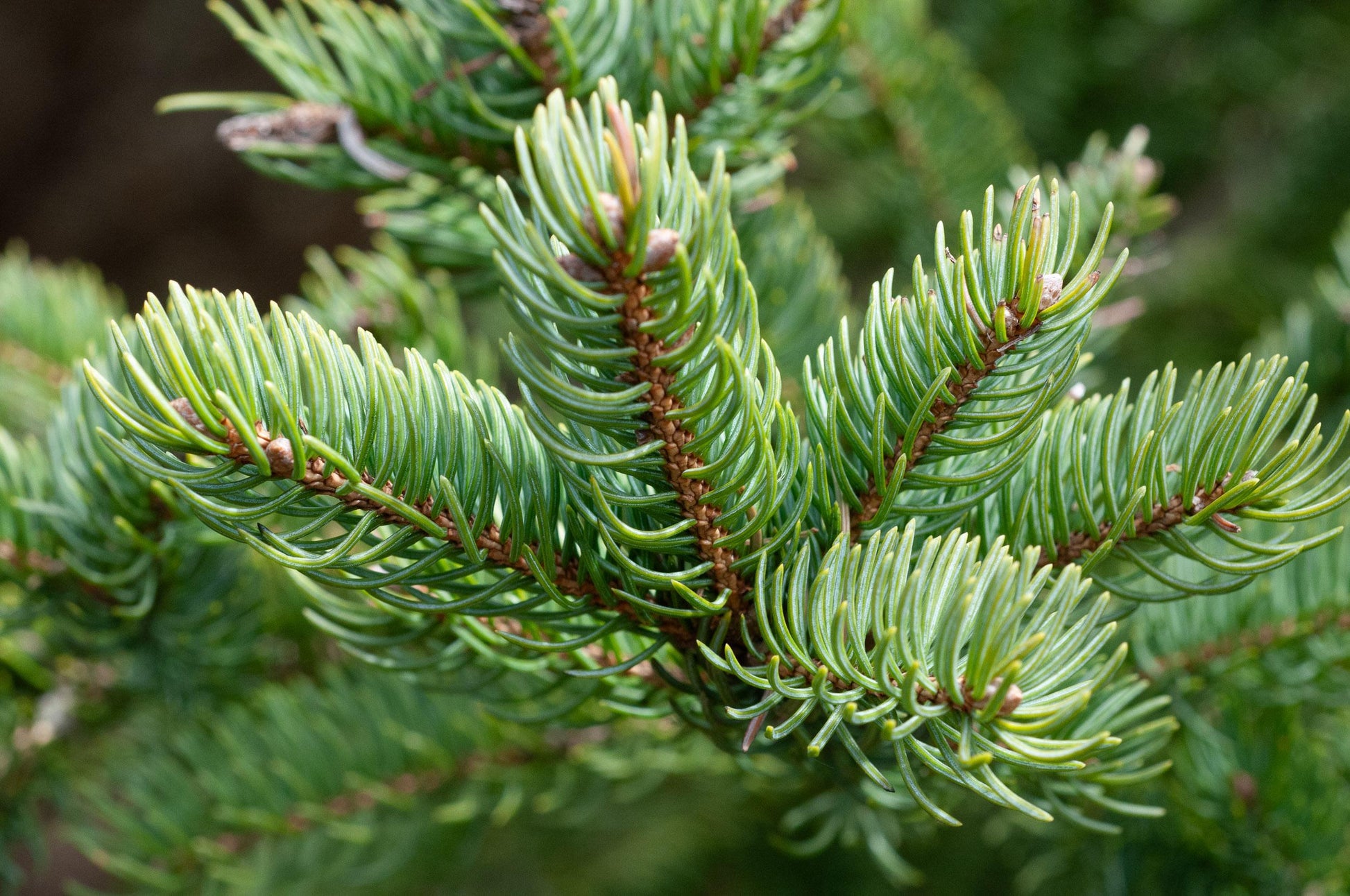 Abies Balsamea - View 1 from www redcrocus com