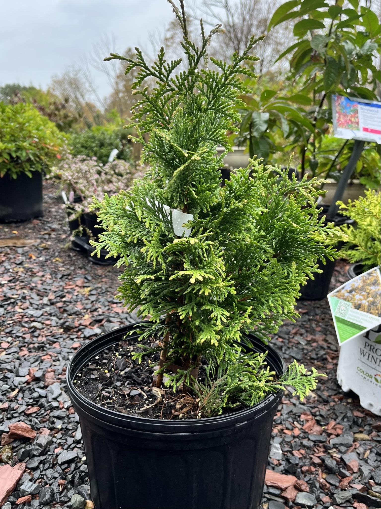 Thuja Plicata Junior Giant - View 11 from www redcrocus com
