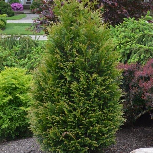 Thuja Plicata Junior Giant - View 13 from www redcrocus com