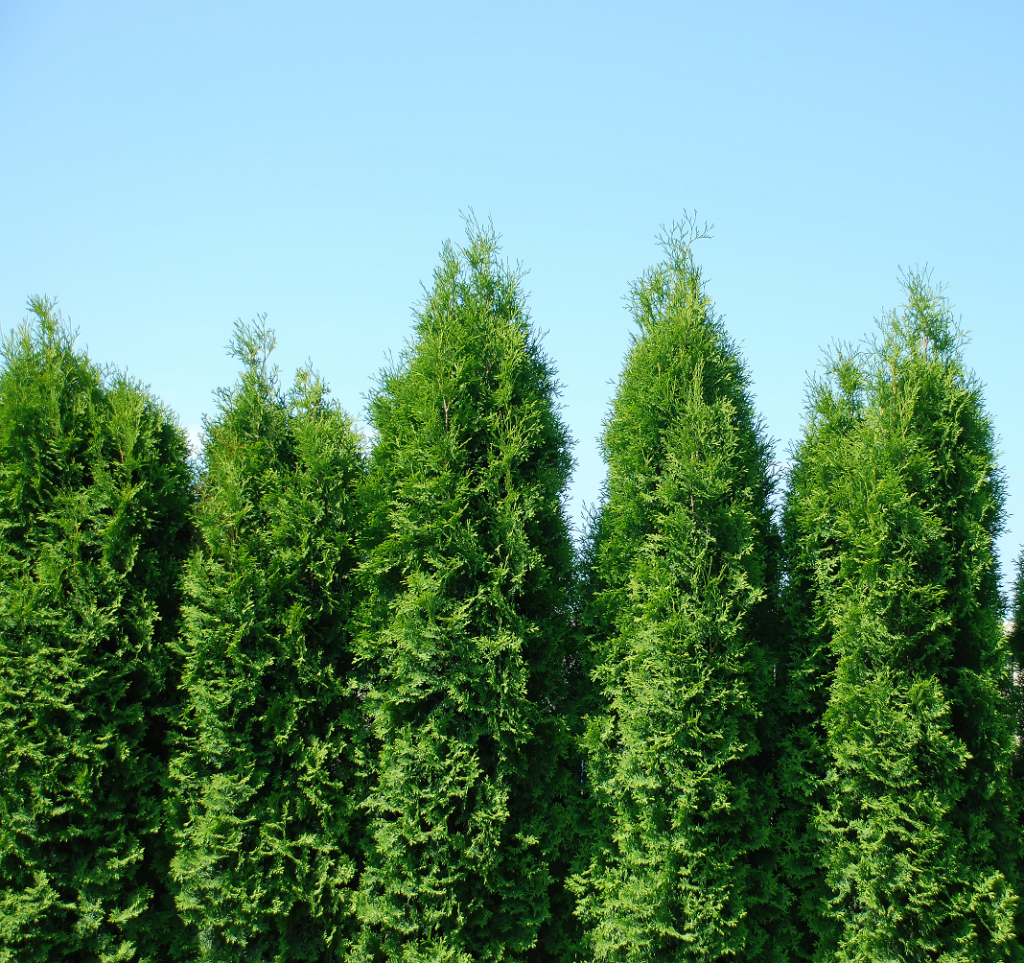 Thuja Plicata Junior Giant - View 14 from www redcrocus com