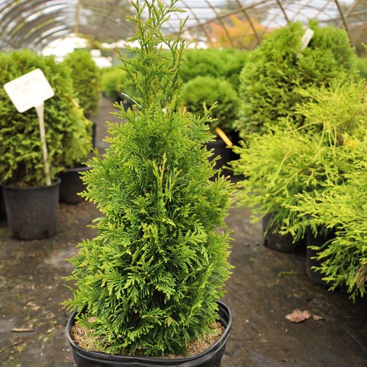 Thuja Plicata Junior Giant - View 15 from www redcrocus com