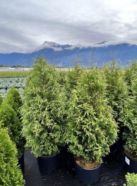 Thuja Plicata Junior Giant - View 16 from www redcrocus com