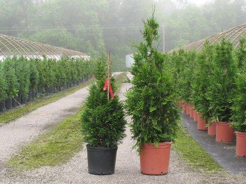 Thuja Plicata Junior Giant - View 17 from www redcrocus com