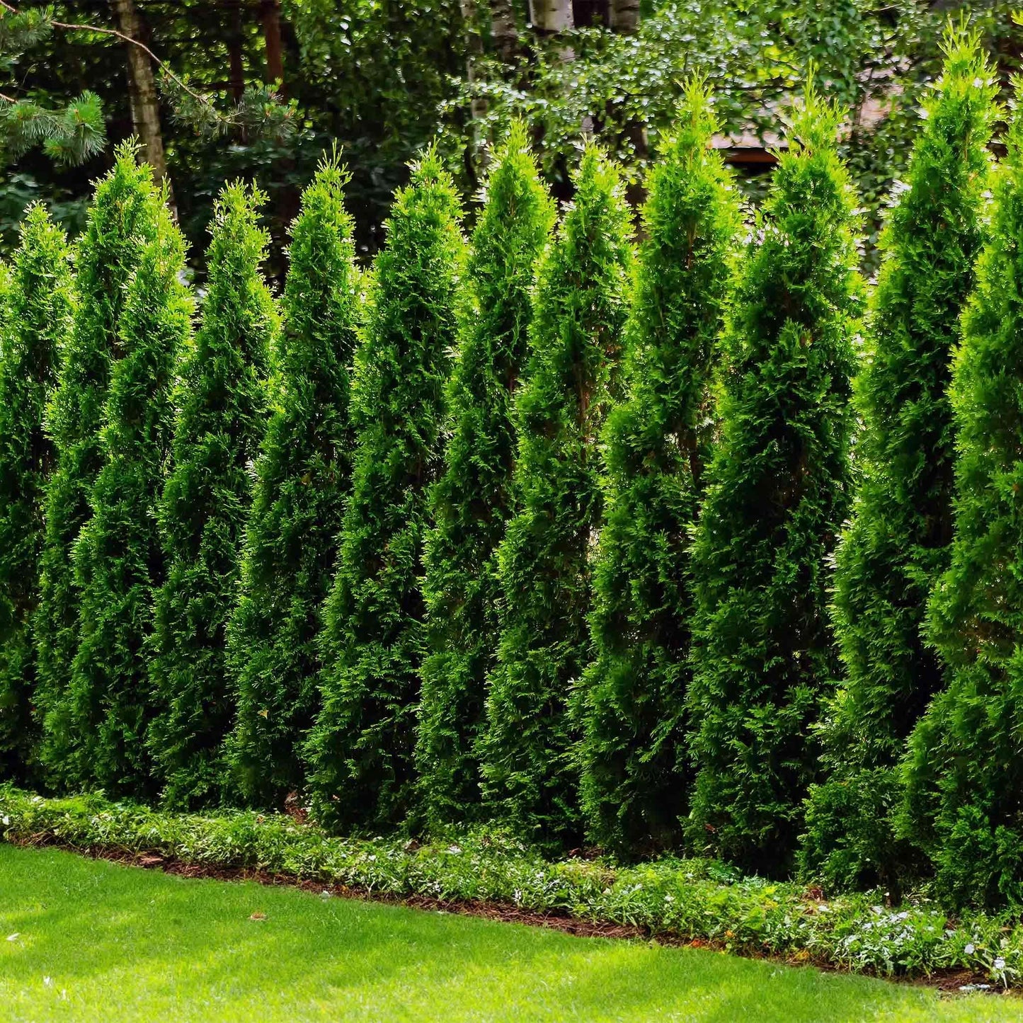 Thuja Plicata Junior Giant - View 3 from www redcrocus com