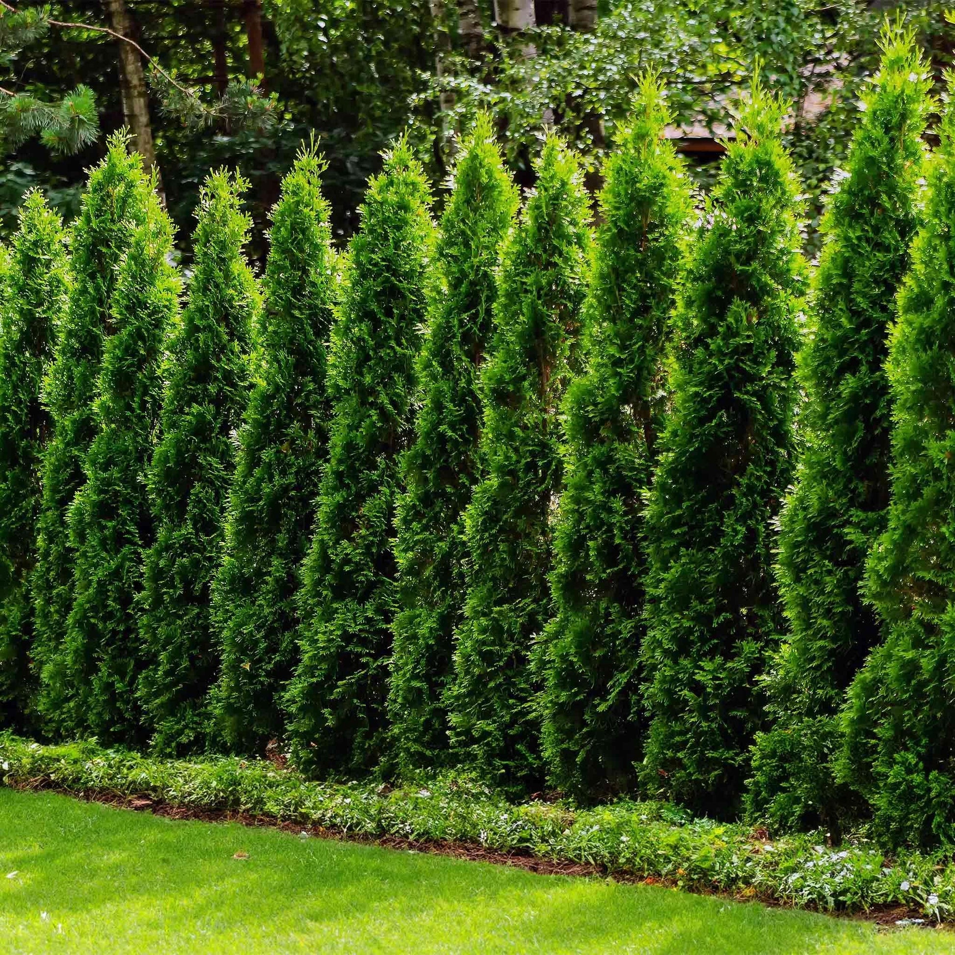 Thuja Plicata Junior Giant - View 3 from www redcrocus com