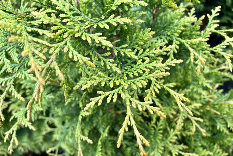Thuja Plicata Junior Giant - View 7 from www redcrocus com