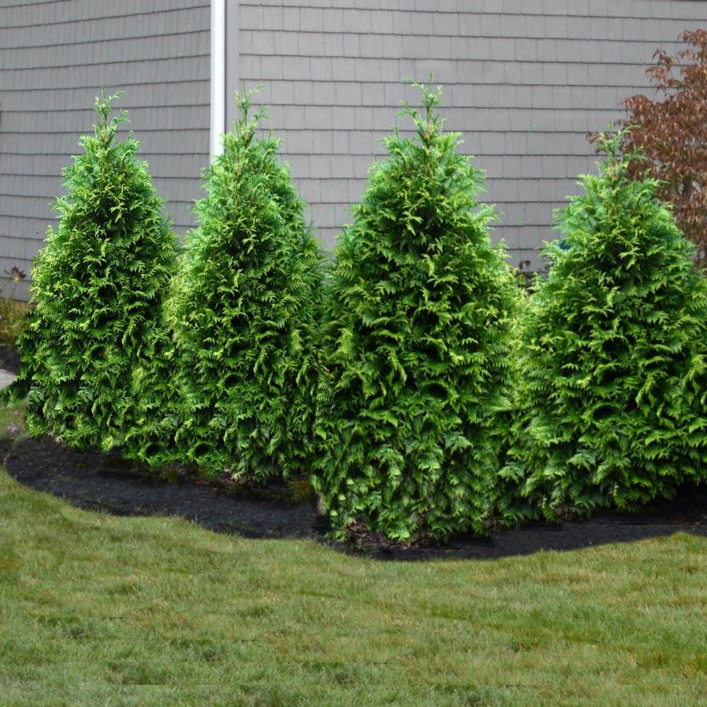 Thuja Plicata Junior Giant - View 8 from www redcrocus com