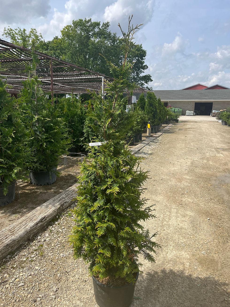 Thuja Plicata Junior Giant - View 9 from www redcrocus com