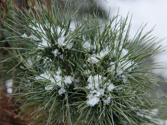 Pinus Strobus Diggy - View 10 from www redcrocus com
