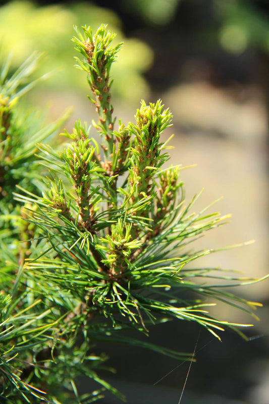 Pinus Strobus Diggy - View 1 from www redcrocus com