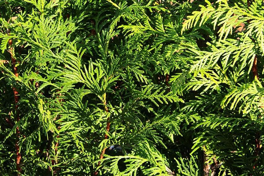 Thuja Occidentalis Hedge Form (instant Hedge) - View 15 from www redcrocus com