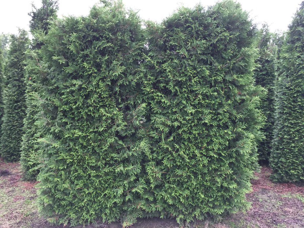 Thuja Occidentalis Hedge Form (instant Hedge) - View 17 from www redcrocus com