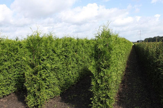 Thuja Occidentalis Hedge Form (instant Hedge) - View 1 from www redcrocus com