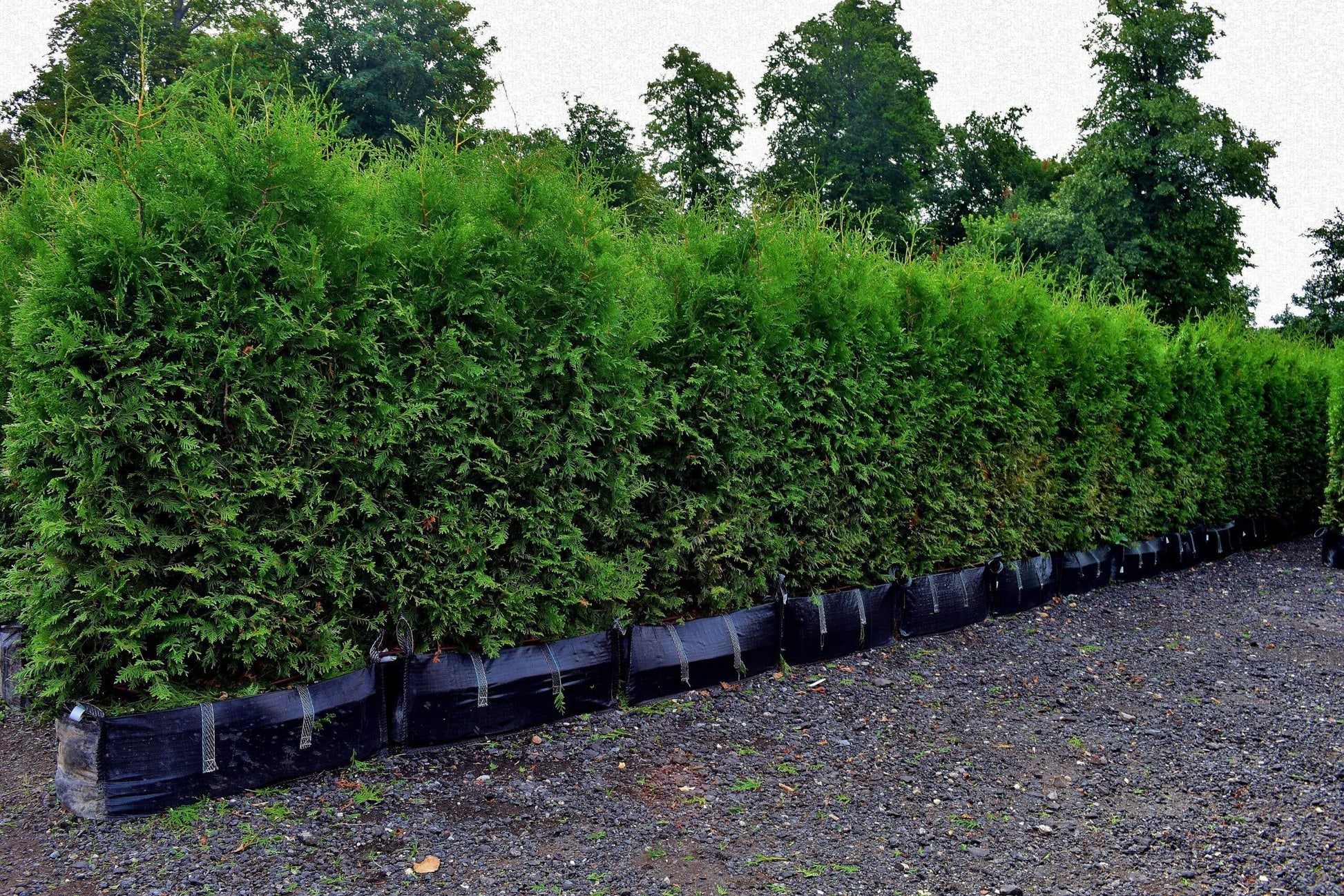 Thuja Occidentalis Hedge Form (instant Hedge) - View 6 from www redcrocus com