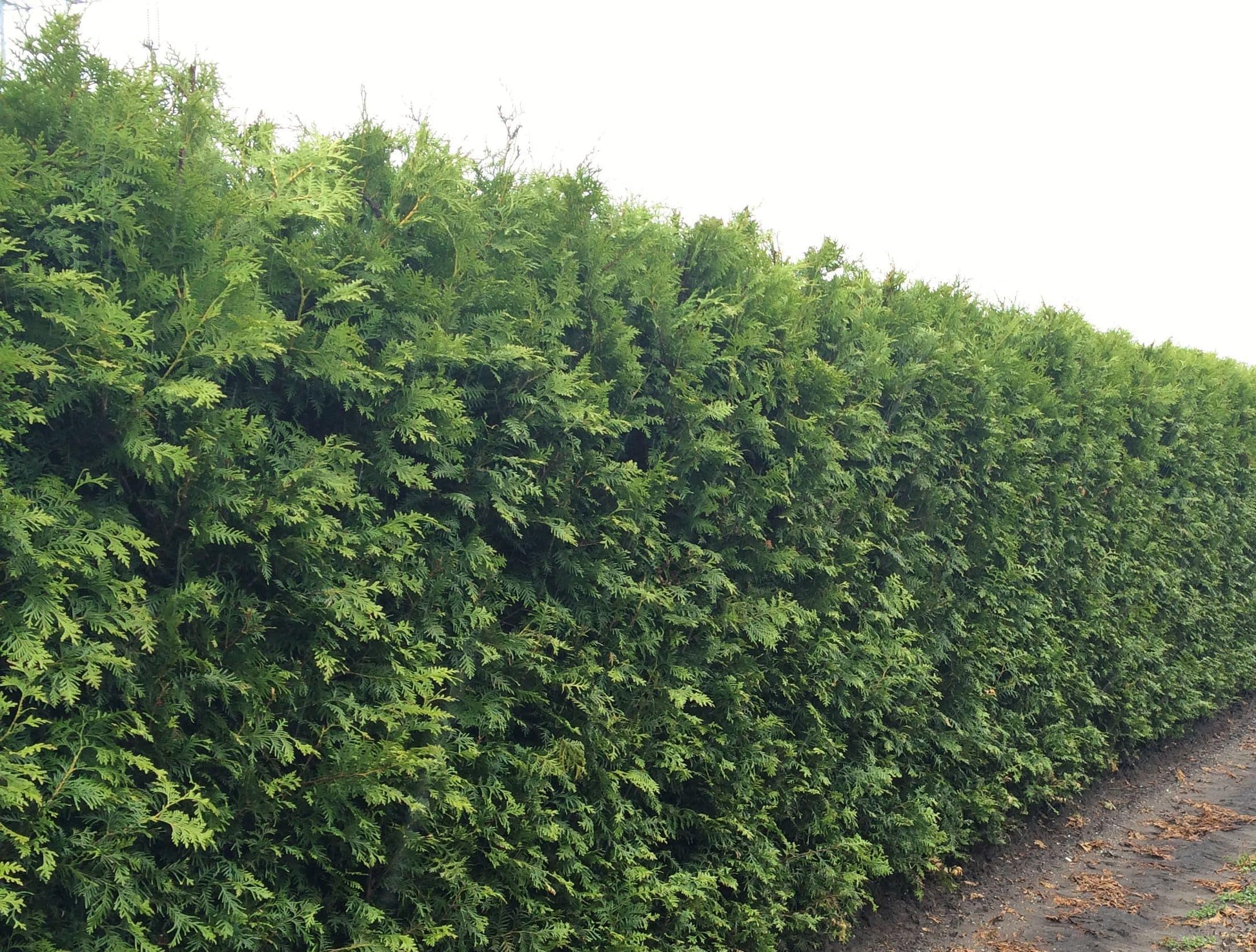 Thuja Occidentalis Hedge Form (instant Hedge) - View 7 from www redcrocus com