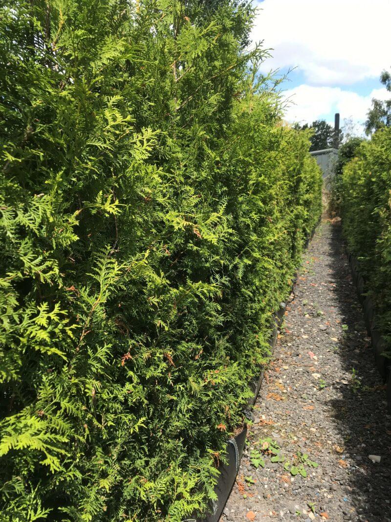 Thuja Occidentalis Hedge Form (instant Hedge) - View 9 from www redcrocus com