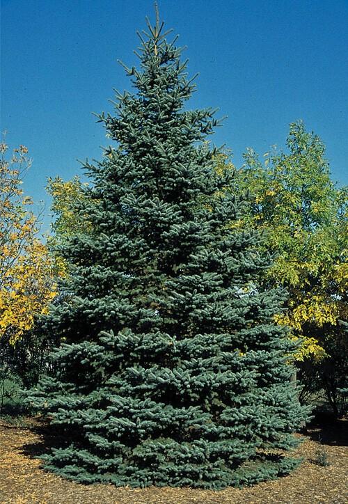 Picea Pungens 'glauca' - View 19 from www redcrocus com