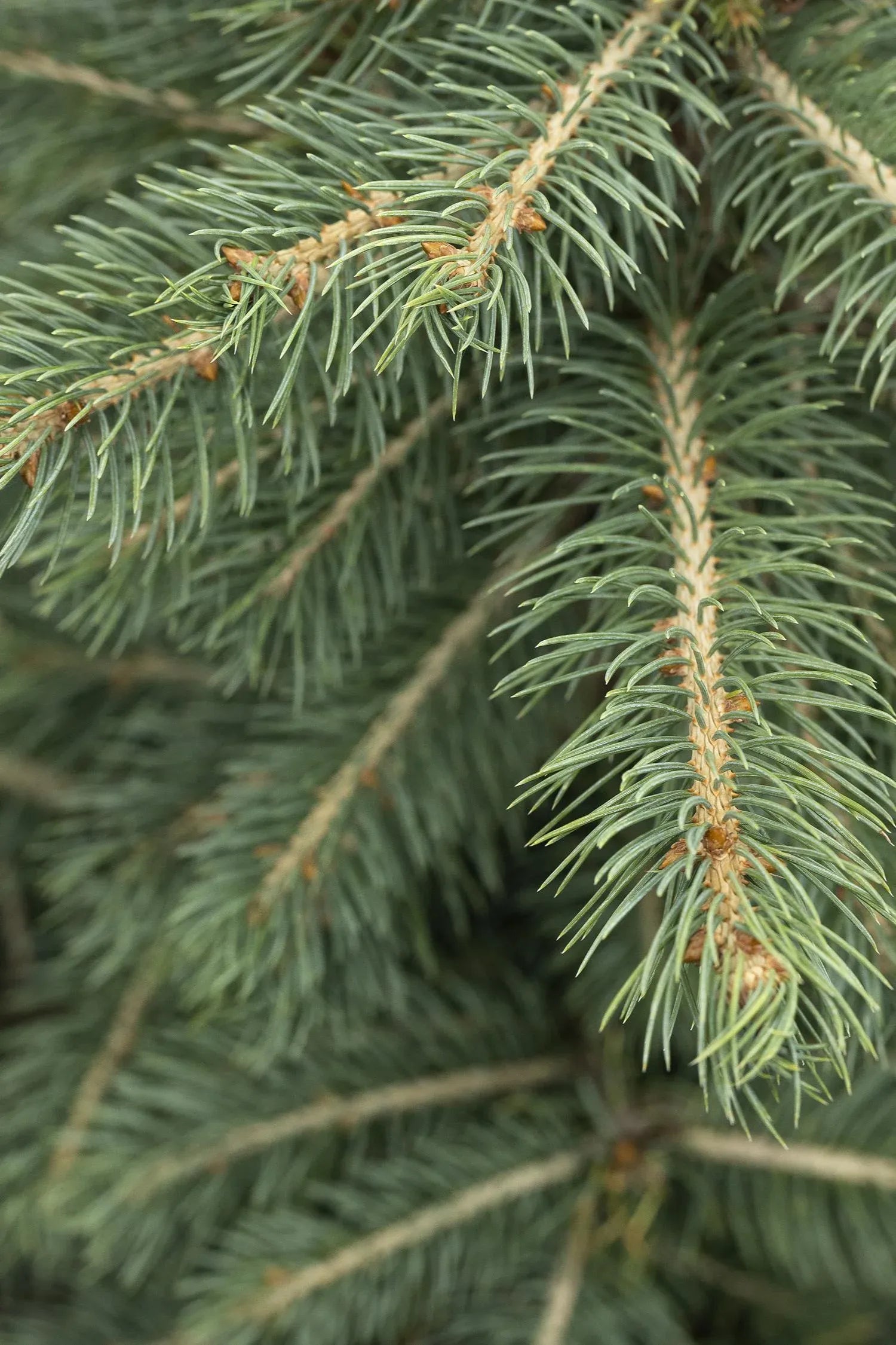 Picea Pungens 'glauca' - View 20 from www redcrocus com