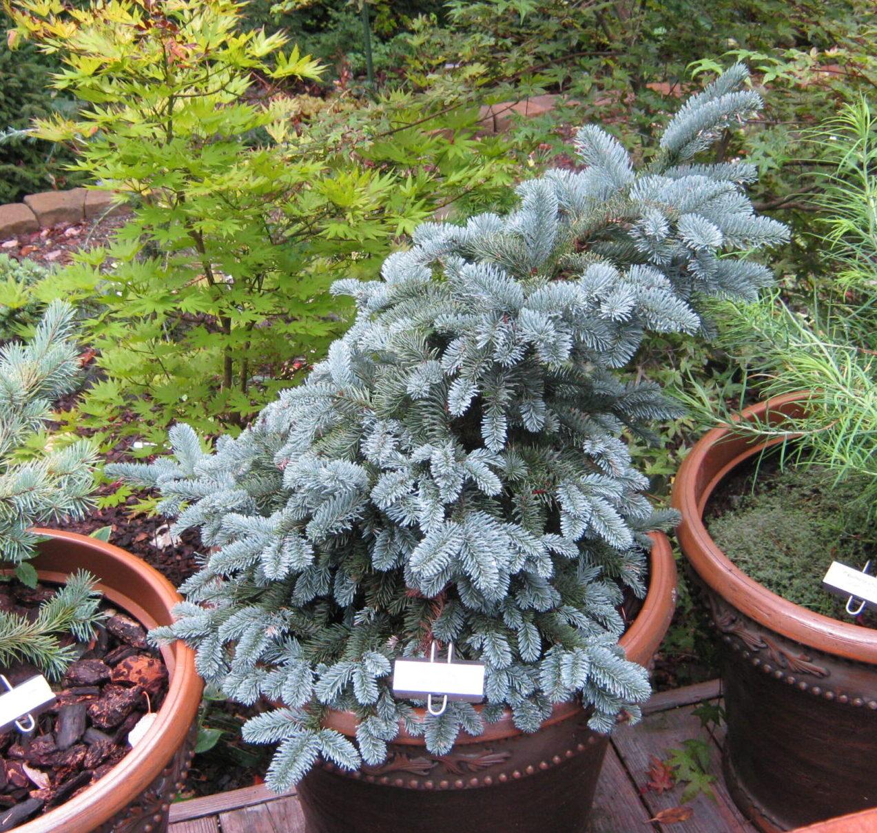 Picea Pungens 'glauca' - View 6 from www redcrocus com