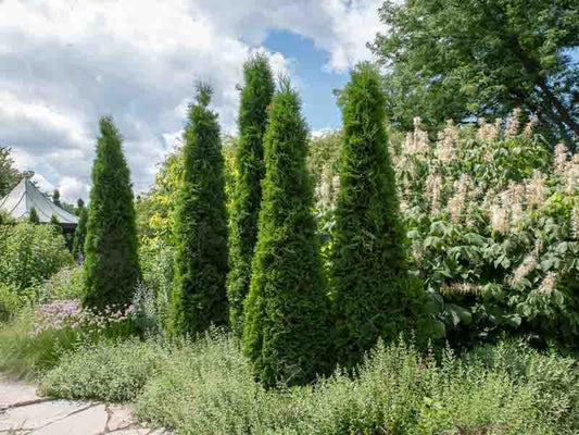 Thuja Occidentalis 'american Pillar' - View 1 from www redcrocus com