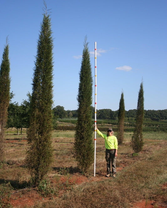Juniperus Virginiana Taylor - View 10 from www redcrocus com