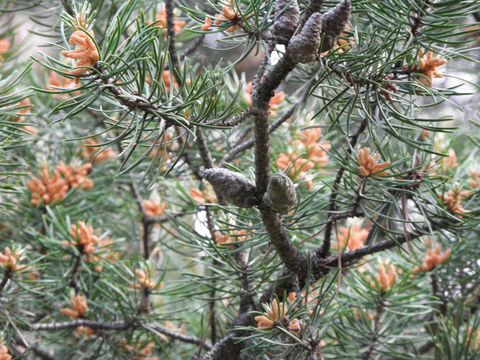 Pinus Banksiana - View 17 from www redcrocus com