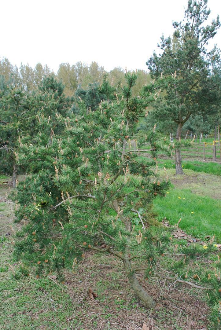 Pinus Banksiana - View 9 from www redcrocus com