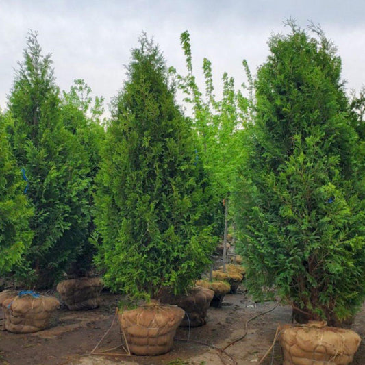 Thuja Occidentalis Nigra - View 1 from www redcrocus com