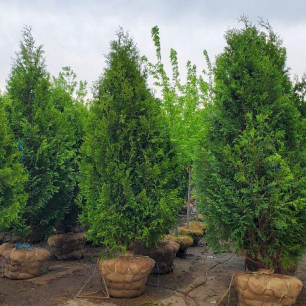 Thuja Occidentalis Nigra - View 1 from www redcrocus com