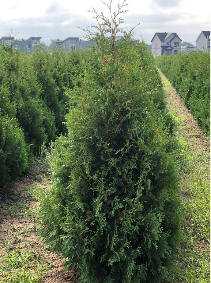 Thuja Occidentalis Nigra - View 4 from www redcrocus com
