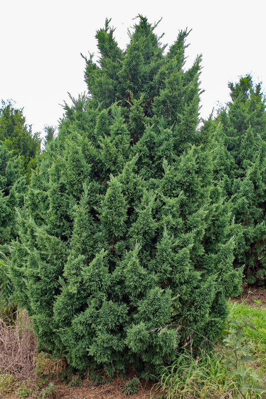 Juniperus Chinensis Iowa - View 10 from www redcrocus com